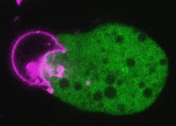 Ar „smegenis pažeidžianti“ ameba plinta ir Lietuvoje? Mokslininkai vertina riziką