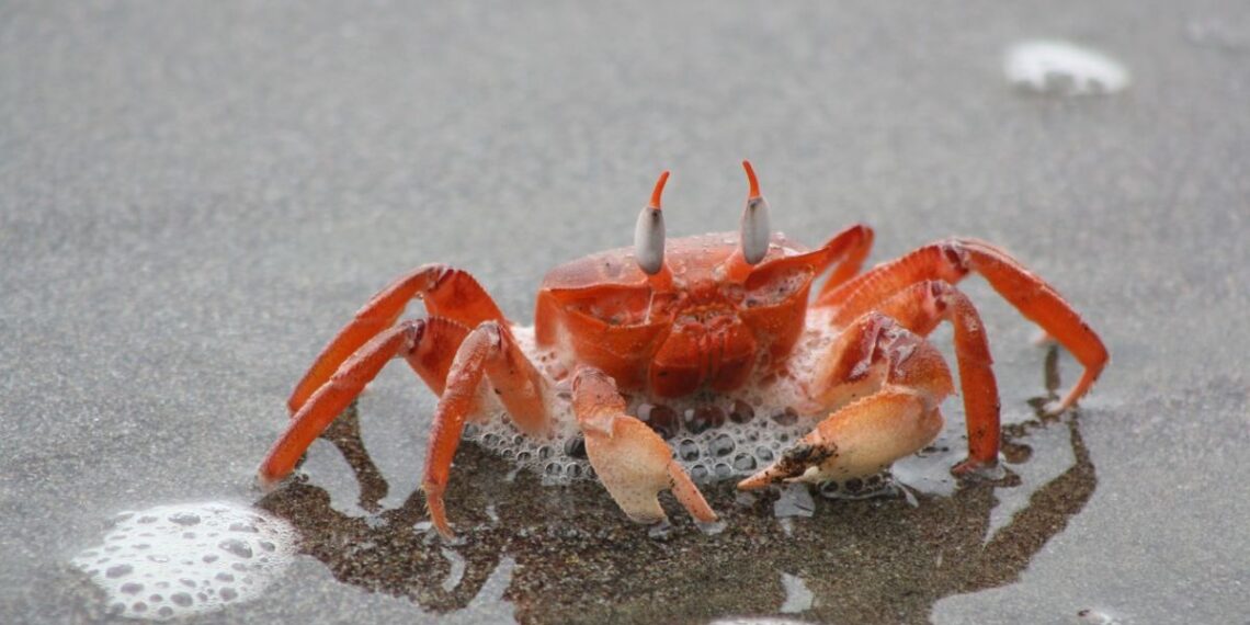 Mirtinai pavojingas „velnio krabas“ pražudė žinomą maisto tinklaraštininkę, valdžia įspėja visuomenę