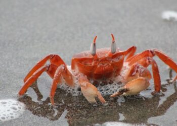 Mirtinai pavojingas „velnio krabas“ pražudė žinomą maisto tinklaraštininkę, valdžia įspėja visuomenę