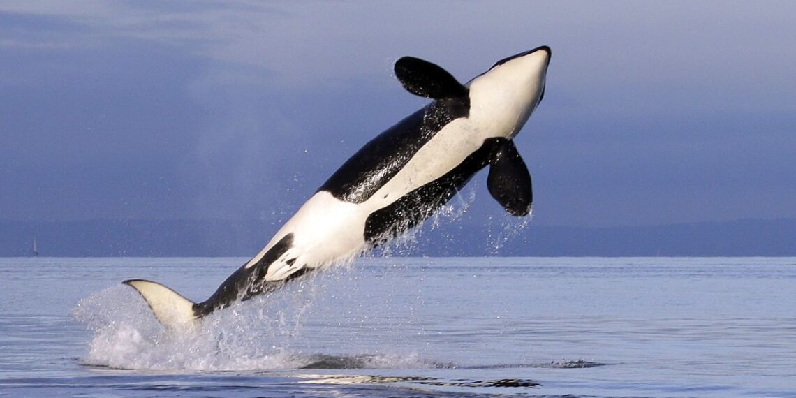 Orkos prie Gibraltaro puola jachtas: mokslininkai fiksuoja neįprastą elgesį