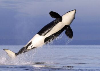 Orkos prie Gibraltaro puola jachtas: mokslininkai fiksuoja neįprastą elgesį