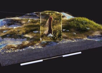 Mįslingi 7 metrų ilgio griaučiai: mokslininkai aiškinasi neįprasto gyvio kilmę