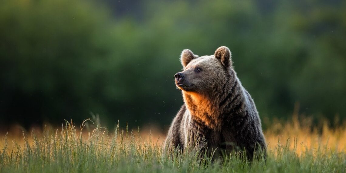 Mitas sugriautas: meškų žiemos miegas slepia daugiau, nei manyta