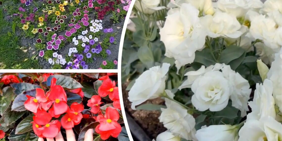 Močiutės patarimas: šias 3 gėles sėkite jau dabar – gegužę džiaugsitės žiedais