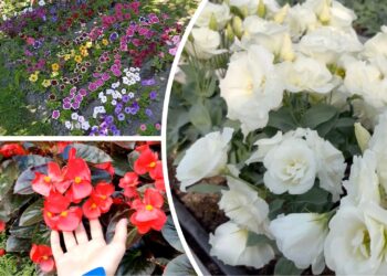 Močiutės patarimas: šias 3 gėles sėkite jau dabar – gegužę džiaugsitės žiedais