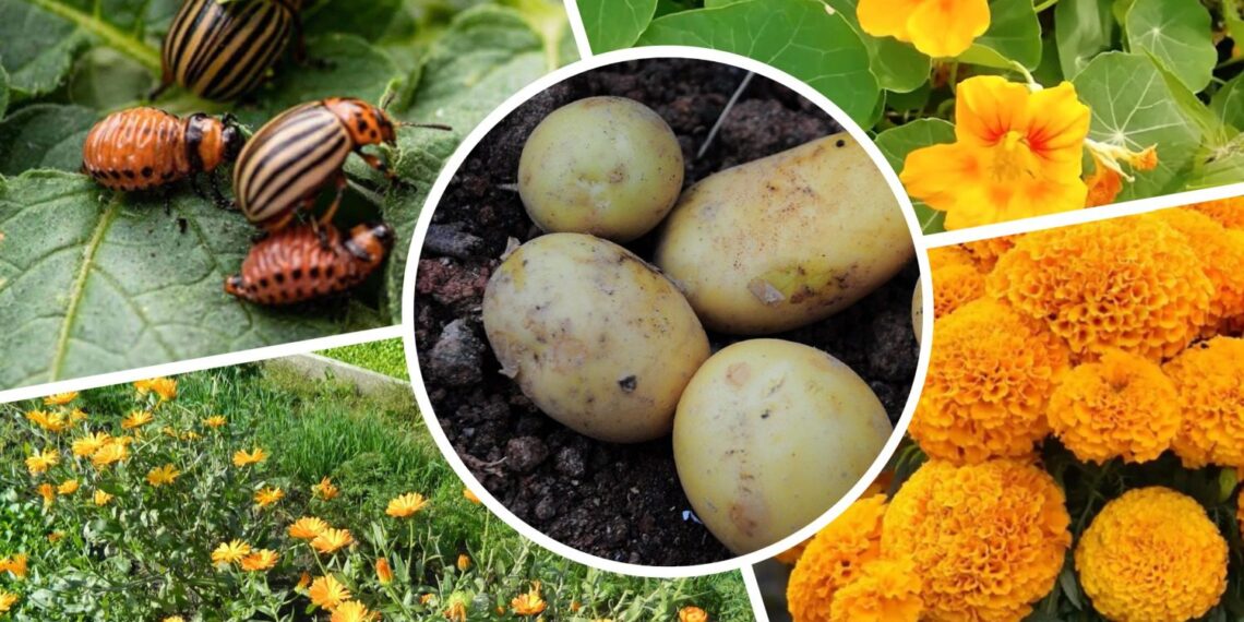 Paprastas močiutės metodas po kurio kolorado vabalai dingsta iš bulvių lysvės