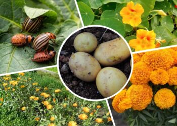 Paprastas močiutės metodas po kurio kolorado vabalai dingsta iš bulvių lysvės