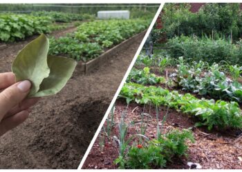 Močiutė darže užkasė lauro lapą – rezultatas nustebino visus