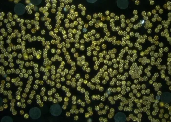 Mokslininkai nustebo: miniatiūriniai magnetiniai robotai pakėlė milžinišką svorį be kontakto