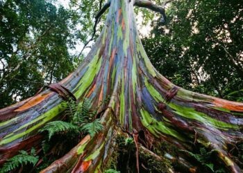 Gamta vėl nustebino: medis, kurio kamienas mirga visomis spalvomis