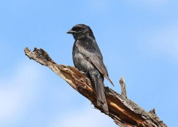 Mokslininkai aptiko klastingą paukštį melagį: apgaudinėja kitus gyvūnus dėl savo naudos