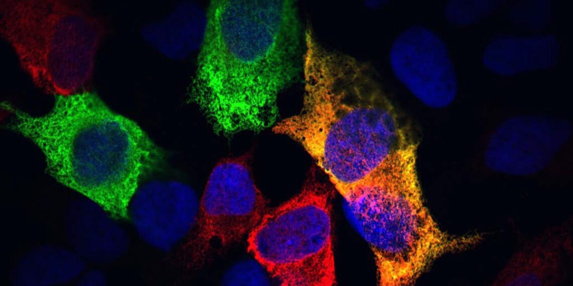 Mokslininkai atskleidė stulbinamą ląstelių procesą: tai gali būti viena iš gyvūnų senėjimo priežasčių