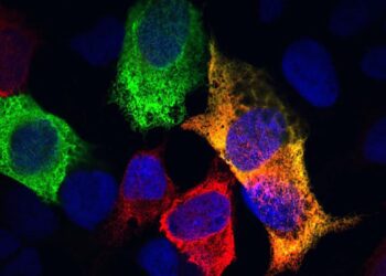 Mokslininkai atskleidė stulbinamą ląstelių procesą: tai gali būti viena iš gyvūnų senėjimo priežasčių