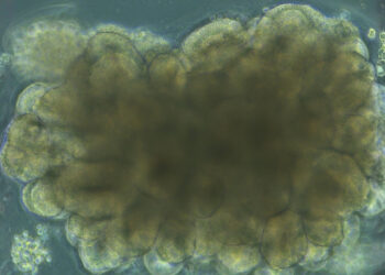 Mokslininkai laboratorijoje išaugino mini smegenis: jos pradėjo mokytis pačios