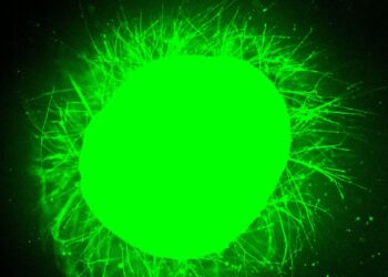 Mokslininkai laboratorijoje išaugino miniatiūrinius žmogaus stuburus