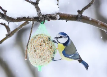 Mokslininkai įspėja: populiarus paukščių lesinimo būdas žiemą gali jiems pakenkti