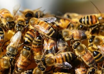 Mokslininkai įspėja: saulės elektrinės gali klaidinti bites ir kelti grėsmę ekosistemoms