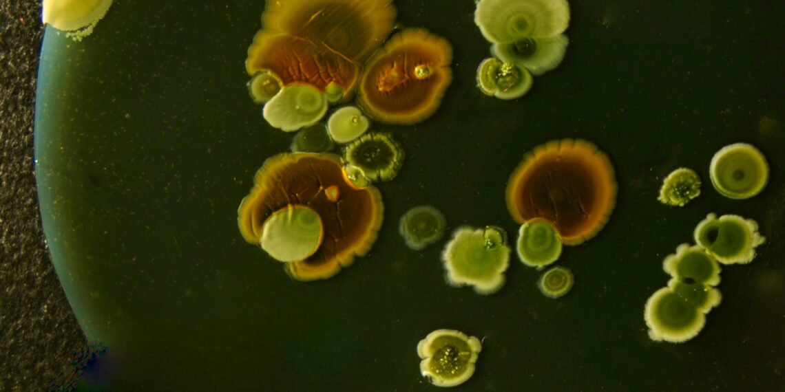 Gyvi mikrorobotai? Mokslininkai iš bakterijų kuria tai, kas skamba kaip iš fantastikos