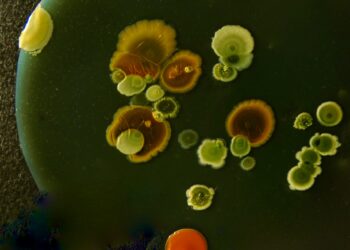 Gyvi mikrorobotai? Mokslininkai iš bakterijų kuria tai, kas skamba kaip iš fantastikos