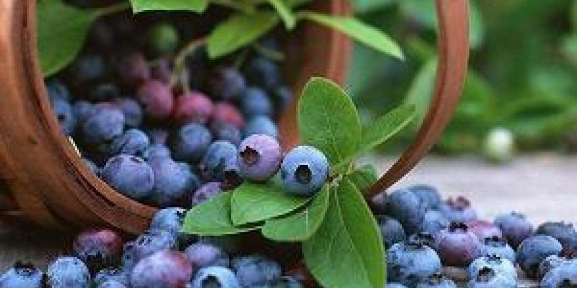Ar įmanoma sulėtinti smegenų senėjimą? Mokslininkai stebisi šios uogos veiksmingumu