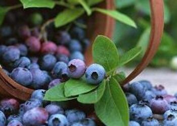 Ar įmanoma sulėtinti smegenų senėjimą? Mokslininkai stebisi šios uogos veiksmingumu