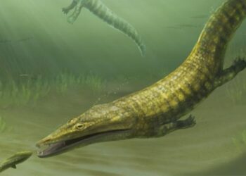 Mokslininkai nustebinti: atrasti prieš 250 mln. metų po pasaulio vandenynus klajoję jūrų plėšrūnai