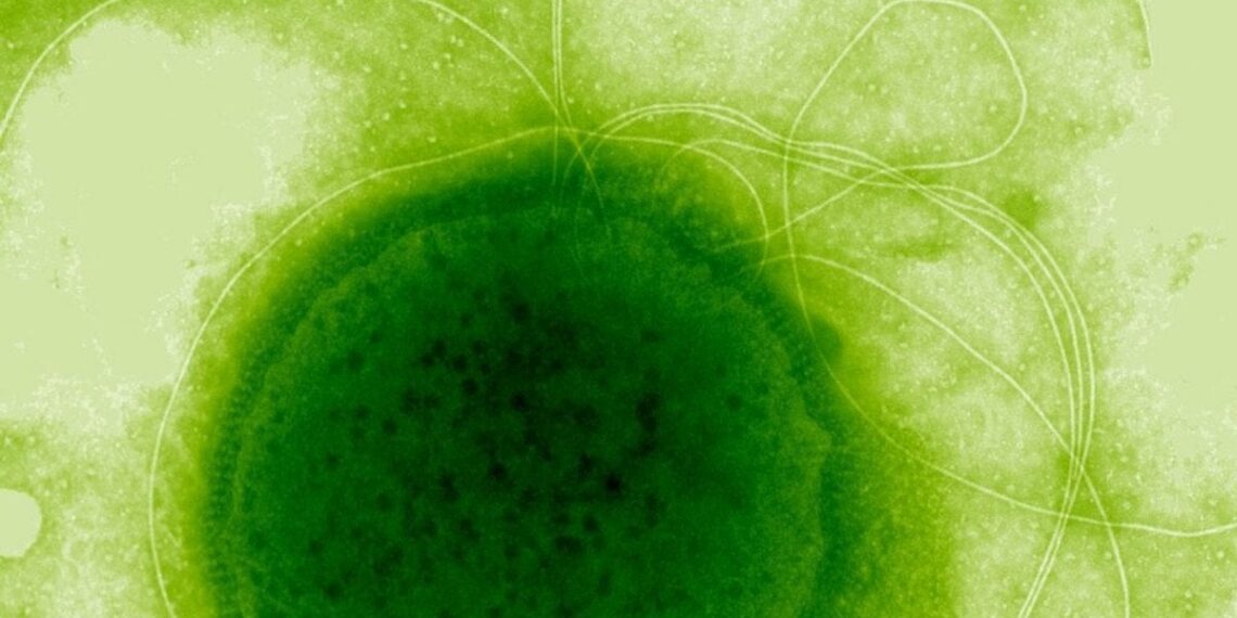 Giliai po vandenynu – šokiruojantis atradimas: rastas „nemirtingas“ mikrobas