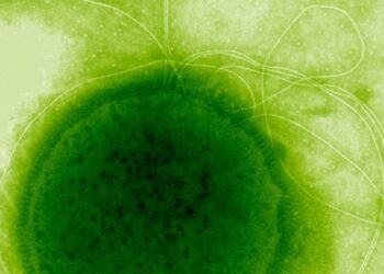 Giliai po vandenynu – šokiruojantis atradimas: rastas „nemirtingas“ mikrobas