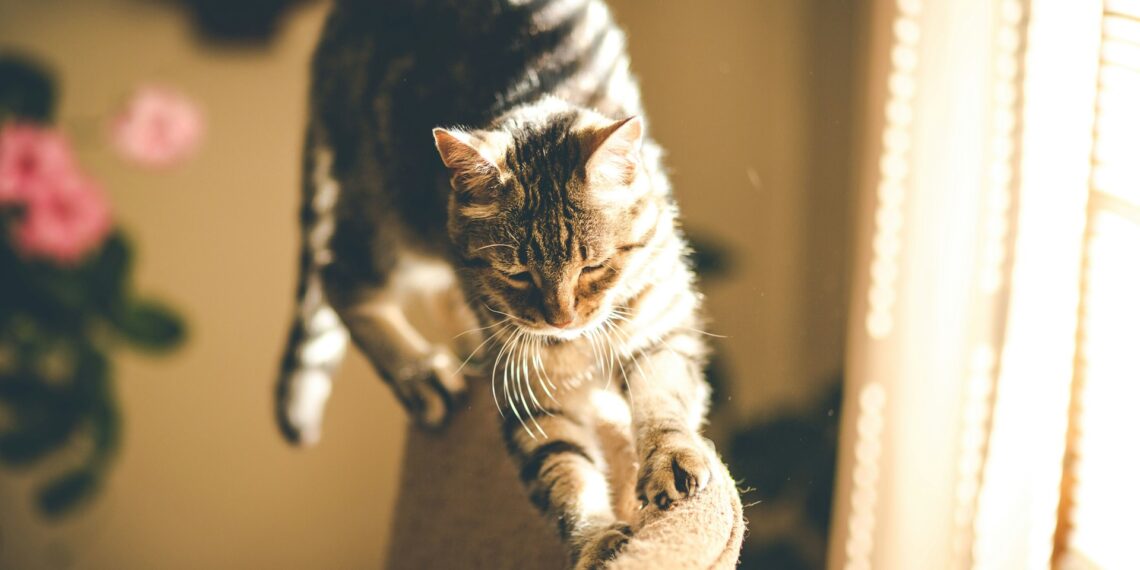 Mokslininkai išnarpliojo mįslę: katino refleksas veikia greičiau, nei manėte