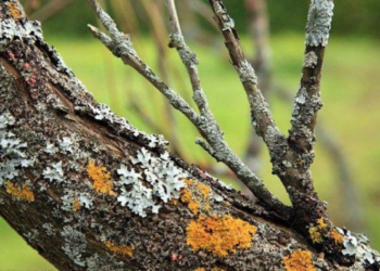 Mokslininkai įspėja: samanų kryptis ant medžių gali padėti orientuotis miške, tačiau ne visada