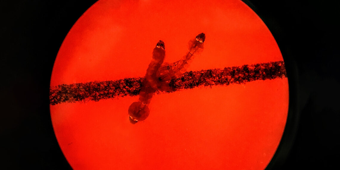 Mokslininkai pristato naują ginklą prieš kenkėjus – genų redagavimo technologiją