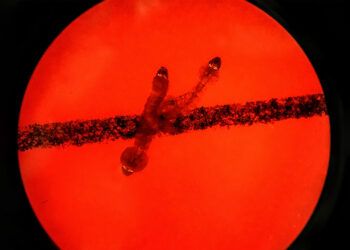 Mokslininkai pristato naują ginklą prieš kenkėjus – genų redagavimo technologiją