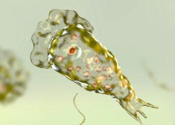 Mokslininkai perspėja: pasaulį gali užklupti nauja mirtina grėsmė – smegenis ėdančios amebos