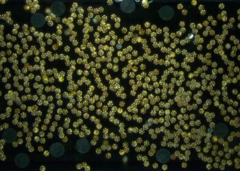 Mokslininkų proveržis: mikrorobotai pakelia objektus, 45 tūkst. kartų sunkesnius už juos pačius