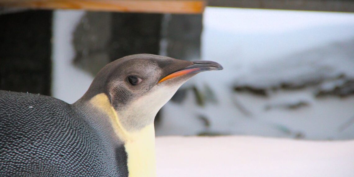 Mokslininkai sunerimę: imperatoriškieji pingvinai sparčiai nyksta tirpstant Antarktidos ledui