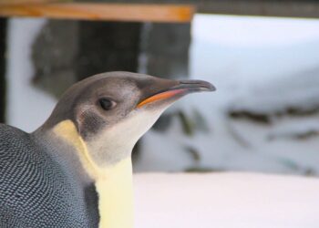 Mokslininkai sunerimę: imperatoriškieji pingvinai sparčiai nyksta tirpstant Antarktidos ledui