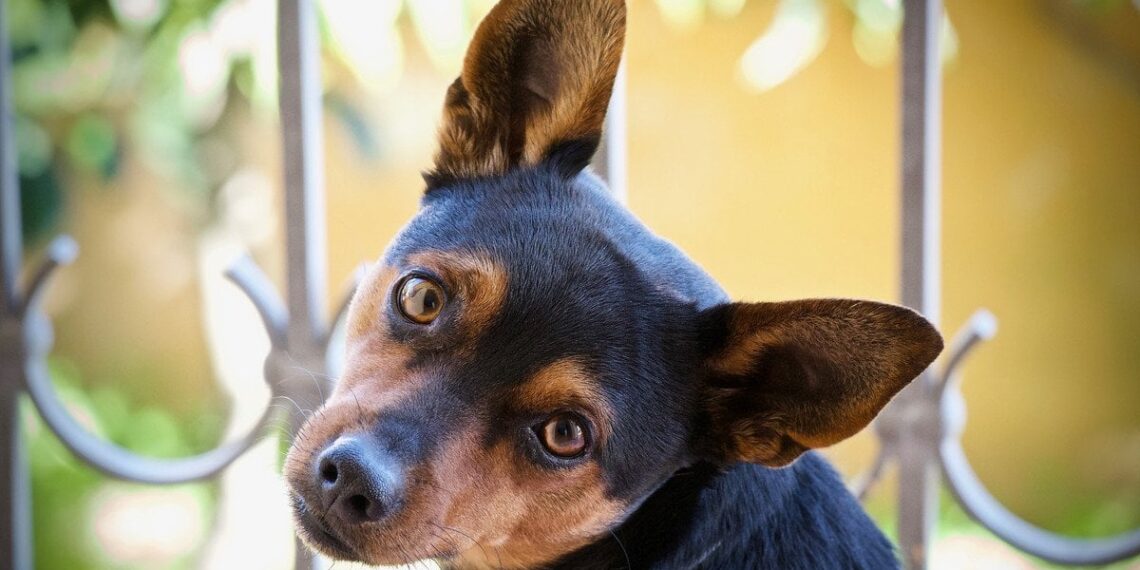 Mokslininkai tiria: kaip karas Ukrainoje paveikė šunų populiaciją ir jų įpročius