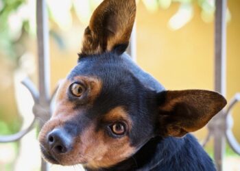 Mokslininkai tiria: kaip karas Ukrainoje paveikė šunų populiaciją ir jų įpročius