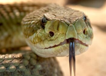 Šokiruojantis atradimas: štai kodėl gyvatės mėnesiais nejaučia alkio