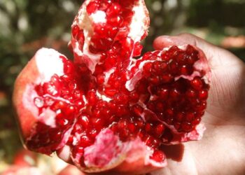 Mėlynės – nebe lyderės? Šie kasdieniai produktai turi daugiau antioksidantų