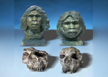 Mokslininkai nustebo: naujos kaukolės meta iššūkį 500 tūkst. metų senumo teorijoms