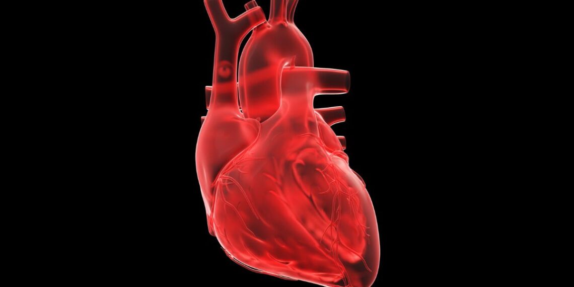 Mokslininkų proveržis: miniatiūrinė širdis, galinti išgelbėti milijonus