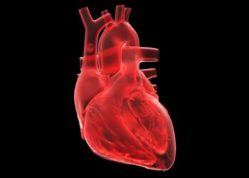 Mokslininkų proveržis: miniatiūrinė širdis, galinti išgelbėti milijonus