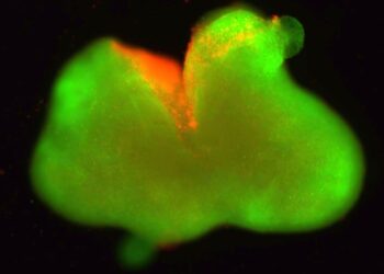 Medicinos revoliucija? Naujas audinys atveria kelią paralyžiaus gydymui