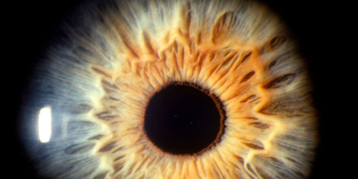 Mokslininkai sukūrė dirbtinę žmogaus akį: atradimas atskleidė svarbią regos paslaptį