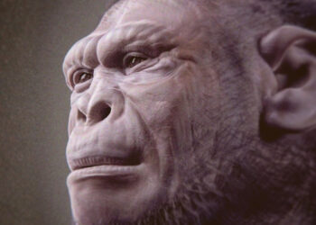 2 mln. metų senumo fosilija atveria naujų klausimų apie žmonijos kilmę