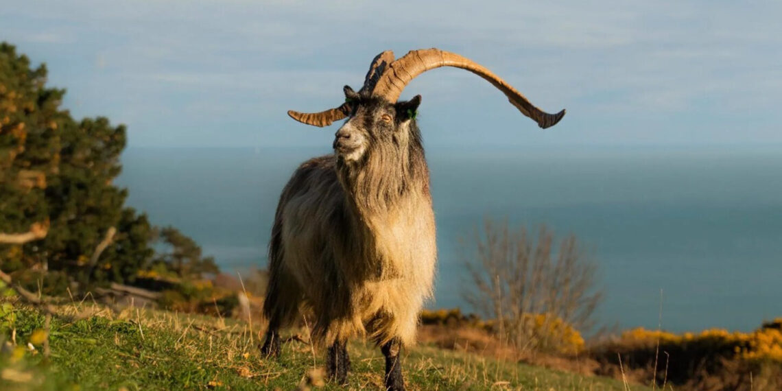 Mokslininkų atradimas Airijoje: ožkos siekia dar bronzos amžiaus laikus