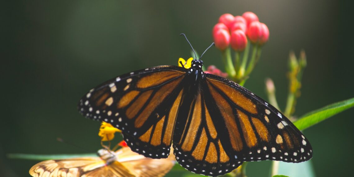 Proveržis fizikoje: suprasta, kaip kvantinėse sistemose auga netikslumai
