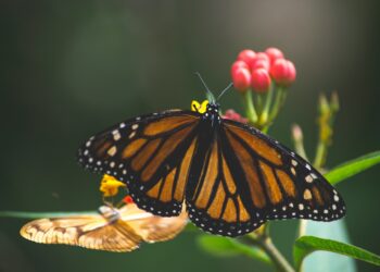 Proveržis fizikoje: suprasta, kaip kvantinėse sistemose auga netikslumai