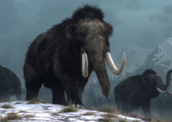 Šokiruojantis atradimas Amerikoje: mamutų iltys keičia mūsų supratimą apie pirmuosius žmones